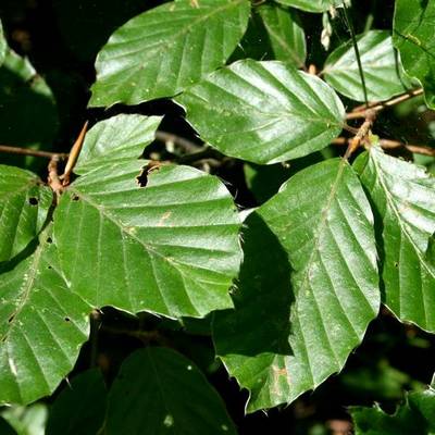 FAGUS SYLVATICA